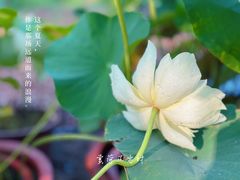 -朝阳公园