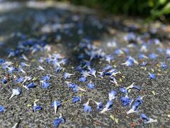-新江湾城公园