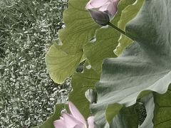 -贵阳市花溪国家城市湿地公园
