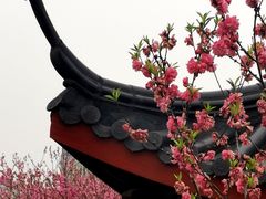 -南汇桃花村