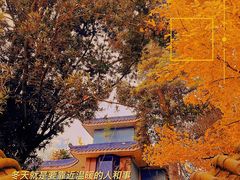 -郫都区农科村景区