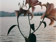 -柳莺湖上·湖景餐厅·江南菜(西湖店)