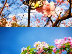 -东南花都花博园
