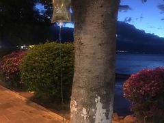-野菌皇海景野生菌火锅(滨海大道店)