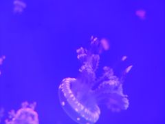 -华夏文旅西安度假区