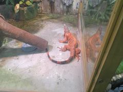-上海大自然野生昆虫馆(东方明珠·爬宠昆虫探索中心)