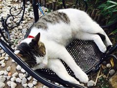 iphone_upload_pic-海边的猫和咖啡馆