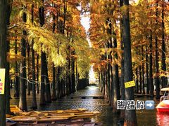 -渌洋湖湿地公园