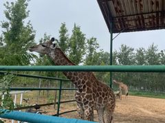 -秦皇岛野生动物园