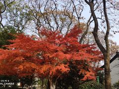 -吴山景区