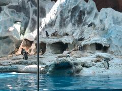 -帝企鹅自助餐厅•儿童岛•真企鹅(长隆企鹅酒店)