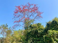 -海南霸王岭国家森林公园