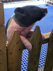 -萌宠亲子动物乐园(槐房万达店)