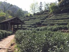 -西湖风景区十里琅珰-五云山