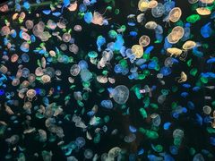 -珠海长隆海洋王国