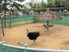 -西霞口神雕山野生动物世界