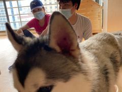 -Husky Go! 哈士奇体验馆·宠物咖啡厅狗咖