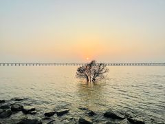 -宝安西湾红树林湿地公园