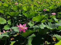 -莲花池公园