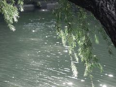 -荔枝公园(福田区)