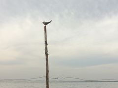 -乌梁素海景区
