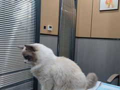 -半岛宠物医院24小时(西派城店)