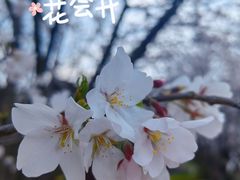 -香雪海