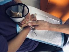 -瑞派福兴宠物医院犬猫全科·骨科·中西医结合(河东店)