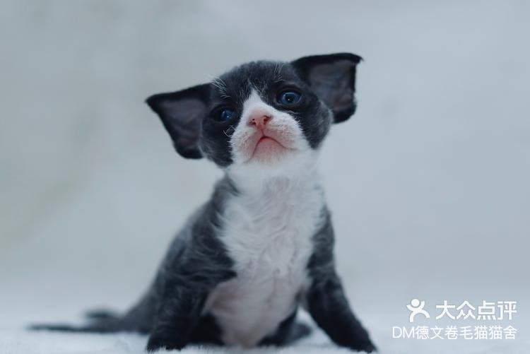 德文卷毛猫黑白开脸弟弟