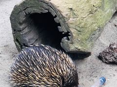 -费瑟代尔野生动物园