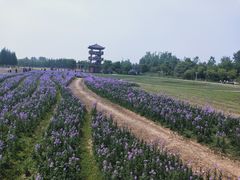 -杭州湾海上花田景区