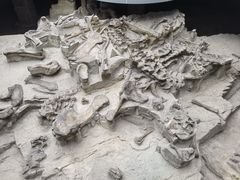 -自贡恐龙博物馆