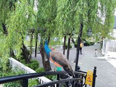 -J Create城市露营咖啡·简餐·宠物(上海动物园店)