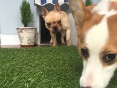 -柯斗斗主题餐厅·狗咖·围炉煮茶·茶饮(国瑞升平里店)