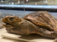 -青岛贝壳博物馆