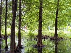 -溱湖国家湿地公园