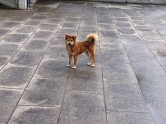 -杭州半山国家森林公园