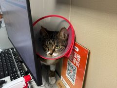 -半岛宠物医院24小时·内窥镜·牙科·碎石中心(府城大道店)