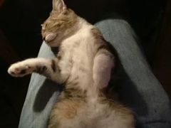 -喵园·猫主题咖啡厅·撸猫·猫咖(国贸店)