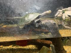 -广州长隆飞鸟乐园