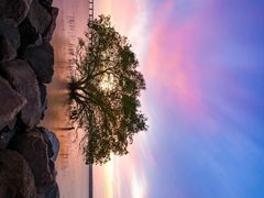 -宝安西湾红树林湿地公园