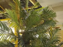 -原味四季椰子鸡(公明百佳华店)