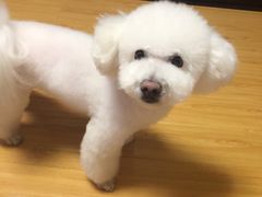 -超宠爱宠物摄影-Super pet