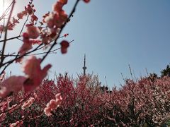 -南京古林公园