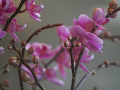-平吉花卉市场