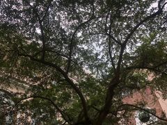 -香港大学