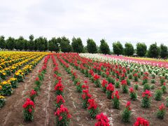 -富田农场