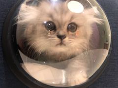 -艾贝尔宠物医院·24H转诊中心·肿瘤猫专科(江宁双龙店)