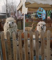 -萌宠亲子动物乐园(槐房万达店)