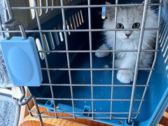 -伟伟宠物医院·瑞派猫友好医院·猫科(光谷店)